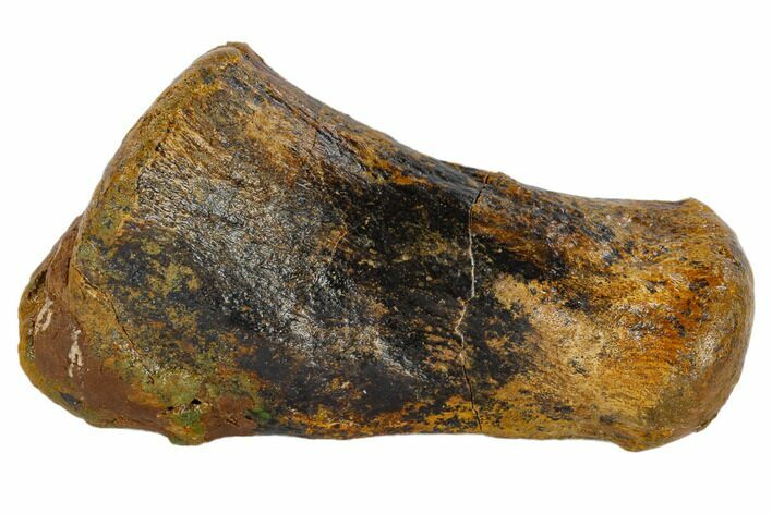Hadrosaur (Edmontosaur) Metacarpal (Wrist) Bone - South Dakota #117080